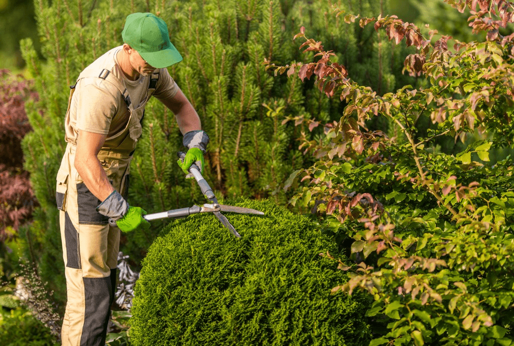 Worker trimming a shrub with hedge shears